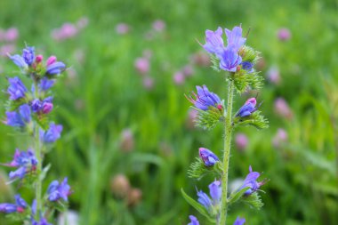Çiçekler, yeşil çimenlerin bulanık arka planında mavi kır çiçekleri, doğal arka plan.