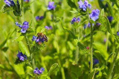 Doğa, yeşil doğal arka planda mavi yabani çiçekler.