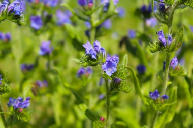 Bahçede güzel mor lavanta