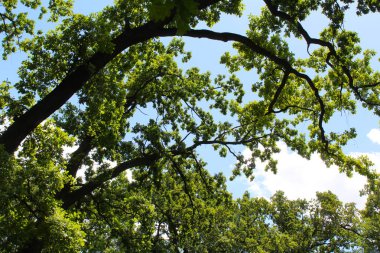 Ağaç dalları, bitki örtüsü.