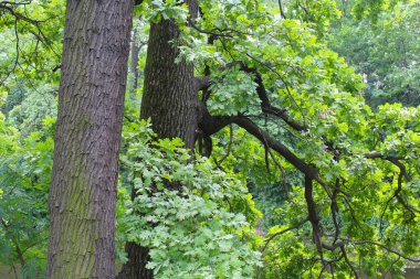 Ormandaki ağaç dalları, bitki örtüsü, parktaki yeşil ağaçlar, güzel doğal manzara.