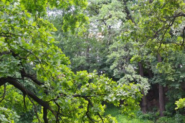 Ormandaki ağaç dalları, bitki örtüsü, parktaki yeşil ağaçlar, güzel doğal manzara.
