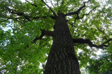 Yaprakları ve mavi gökyüzü olan ağaç dalları ormandaki ağaç, ağaçların yeşil yaprakları. 