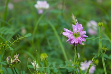 Bahçedeki güzel çiçekler