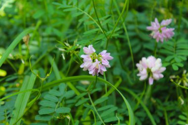 Bahçedeki güzel çiçekler