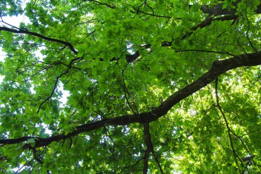 Ormanda ağaçlar, bitkiler ve yapraklar,