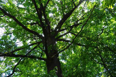 Mavi gökyüzü olan yeşil ağaç