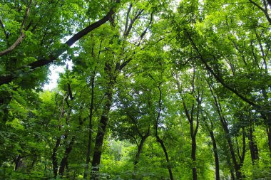Ormanda yeşil ağaçlar, ormanın güzel manzarası.