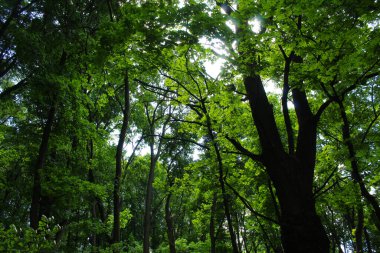Ormandaki ağaçlar, ormanın güzel manzarası