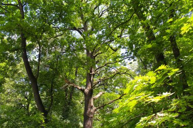 Ormanda yeşil ağaçlar, ormanın güzel manzarası.