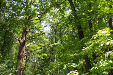 Ormanda yeşil ağaçlar, ormanın güzel manzarası.