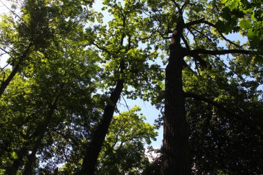 Ormandaki büyük güzel meşe ağaçları, yeşil meşe ağaçları.