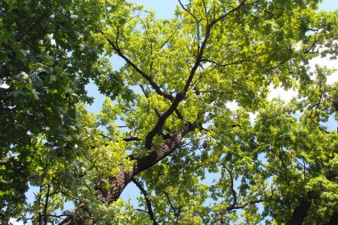 Ormandaki ağaçların dalları. bahar