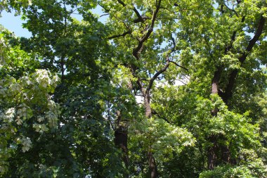 Bahçede yeşil ağaç yaprakları