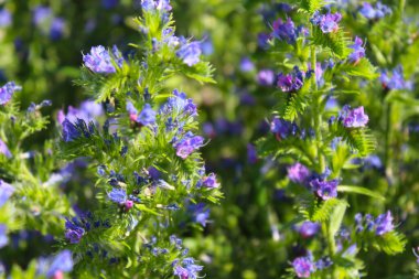Çiçekli doğal arka plan, bulanık arka planda mavi yabani çiçekler, güneşli yaz gününde bahçede büyüyen güzel çiçekler.
