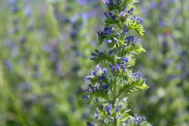 Çiçekli doğal arka plan, bulanık arka planda mavi yabani çiçekler, güneşli yaz gününde bahçede büyüyen güzel çiçekler.