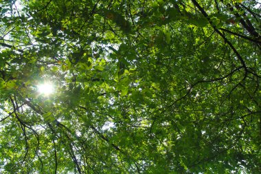 Ormanda yeşil ağaçlar