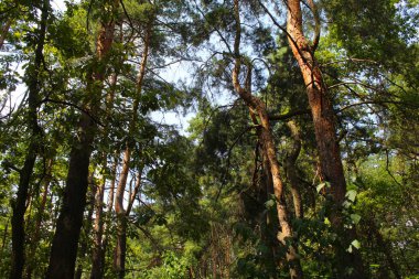 Parkta yeşil ağaçlar. Güzel doğa
