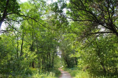Parktaki güzel orman