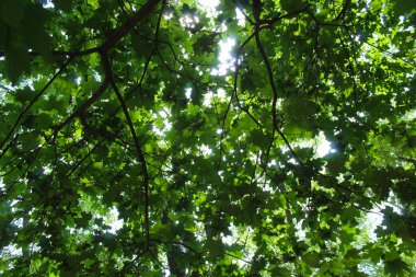 Yapraklardan arkaplan