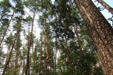 Mavi yaz ormanı, Rusya 'nın arka planında çam ağaçları ve çamlar