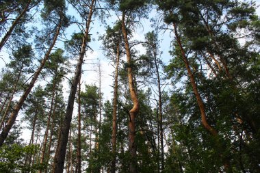 Ormanda güzel çam ağaçları