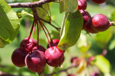 Ağaçtaki küçük kırmızı elmalar