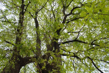 yeşil yapraklı akasya ağacı, parkta ağaç, ağaç ve gökyüzü, parkta ağaç, ormanda ağaç