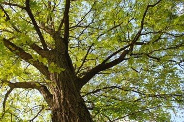 yeşil yapraklı akasya ağacı, parktaki ağaç, ağaç ve gökyüzü, parktaki yeşil ağaç dalları