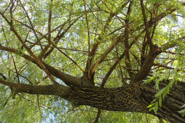  söğüt ağacı, ormandaki ağaç gövdesi