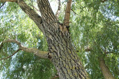  söğüt ağacı, ormandaki ağaç gövdesi