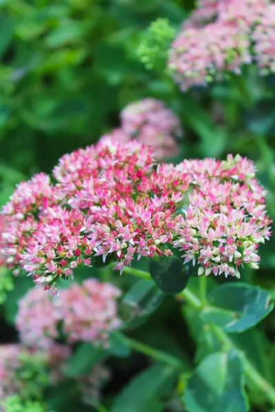 Sedum çiçekleri yakın plan, pembe yaz çiçekleri. 