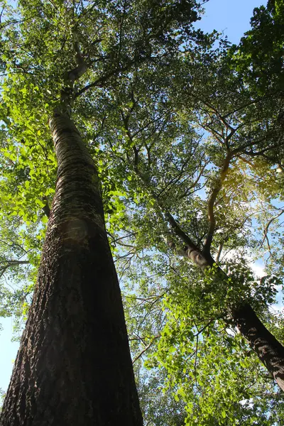 stock image tree in the green forest