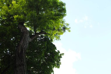 ağaç ve yeşil yaprak