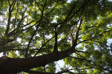 Ormandaki ağaç dalları