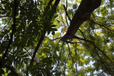 Doğadaki yeşil yaprak