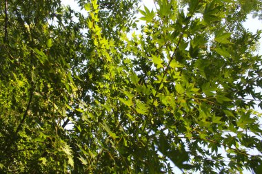 Parktaki bir ağacın yaprakları ve dalları. Doğa arkaplanı, yeşil yaprak arkaplan,