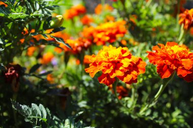 Kadife çiçekleri, yazın bahçede güzel portakal çiçekleri.