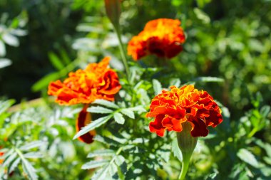 Kadife çiçekleri, bahçede güzel çiçekler 