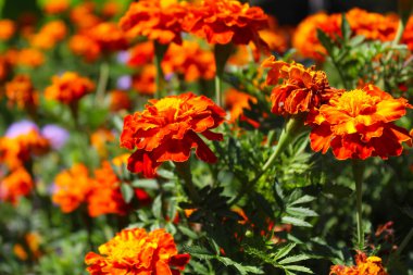 Kadife çiçekleri, bahçede güzel çiçekler 