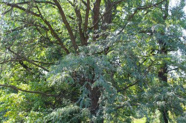 Bir ağacın yeşil dalları
