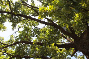 Meşe ağacı, taçlı yeşil ağaç.