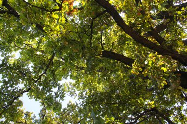 Meşe ağacı, güzel ağaç dalları, doğa ve çevre., 