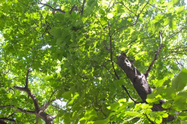  Ceviz ağacının yeşil yapraklı dalları 