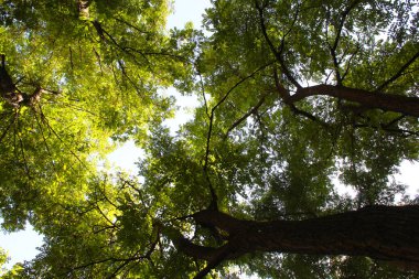 Ormanda ağaç yaprakları