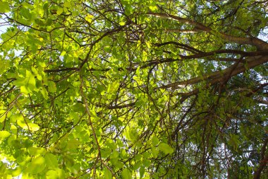 Ceviz ağacının yeşil yapraklı dalları