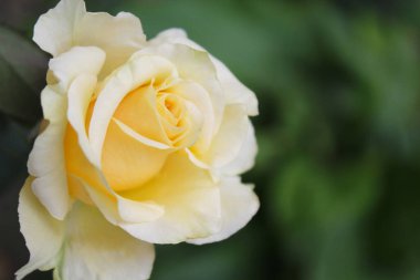 Bahçede sarı güller, bahçede güzel güller, çiçekli arka plan 