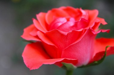 Yazın bahçede kırmızı güller