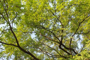 Akasya ağacının yeşil yapraklı dalları