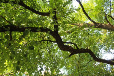 Yazın parkta yeşil ağaç yaprakları, akasya dalları
